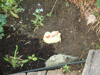 OldFriendFindsNewHome