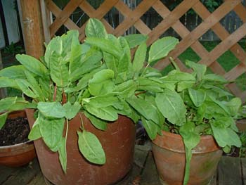 Pots of FrenchSorrell