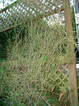 Wildplacein WiccanGarden-nightshade